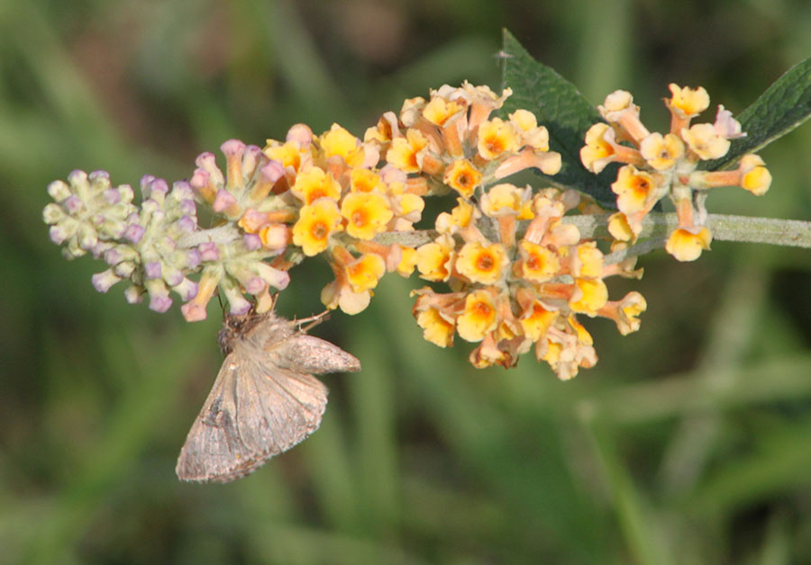 A proposito di Autographa gamma